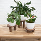 Pedestal Plant Stands, Set of 3 Wood Risers