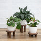 Pedestal Plant Stands, Set of 3 Wood Risers