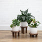 Pedestal Plant Stands, Set of 3 Wood Risers