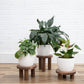 Pedestal Plant Stands, Set of 3 Wood Risers