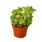 English Ivy Gold Child in 4" Pot – Lush Green Decor | Walbiz