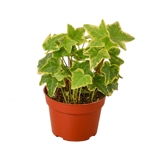 English Ivy Gold Child in 4" Pot – Lush Green Decor | Walbiz