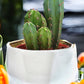 Handmade Elegant White & Gold Ceramic Planter/Pot