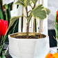 Handmade Elegant White & Gold Ceramic Planter/Pot