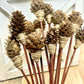 Mini Pine Cone, 9” Rattan Wood Reed Diffusers Replacement Sticks, 16