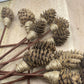 Mini Pine Cone, 9” Rattan Wood Reed Diffusers Replacement Sticks, 16